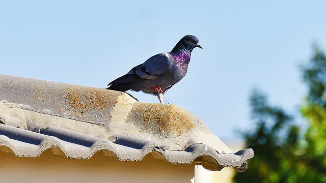 הרחקת יונים 